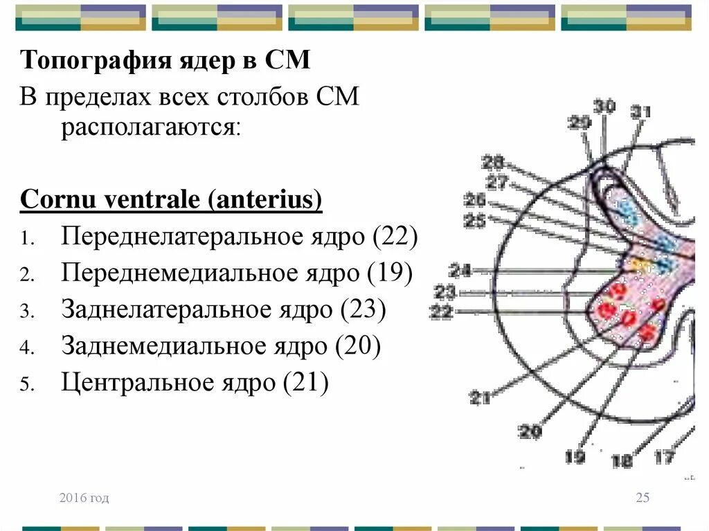Ядро отображения. Переднемедиального ядра спинного мозга:. переднелатеральное ядро. топография ядер серого вещества. топография ядер спинного мозга.