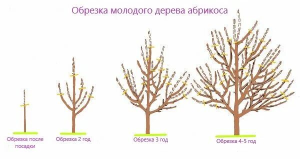 Абрикос дерево схема обрезки. Обрезать абрикос весной. Схема обрезки абрикоса весной. Обрезка саженца абрикоса. Обрезка абрикоса весной как обрезать дерево правильно