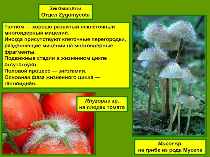 Зигомицеты мицелий. Класс зигомицеты строение. Зигомицеты (zygomycota). Пилоболус гриб. Зигомицеты.