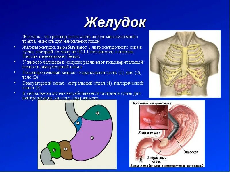 Строение желудка человека. Заболевания желудочно-кишечного тракта. Анатомия желудка человека в картинках.