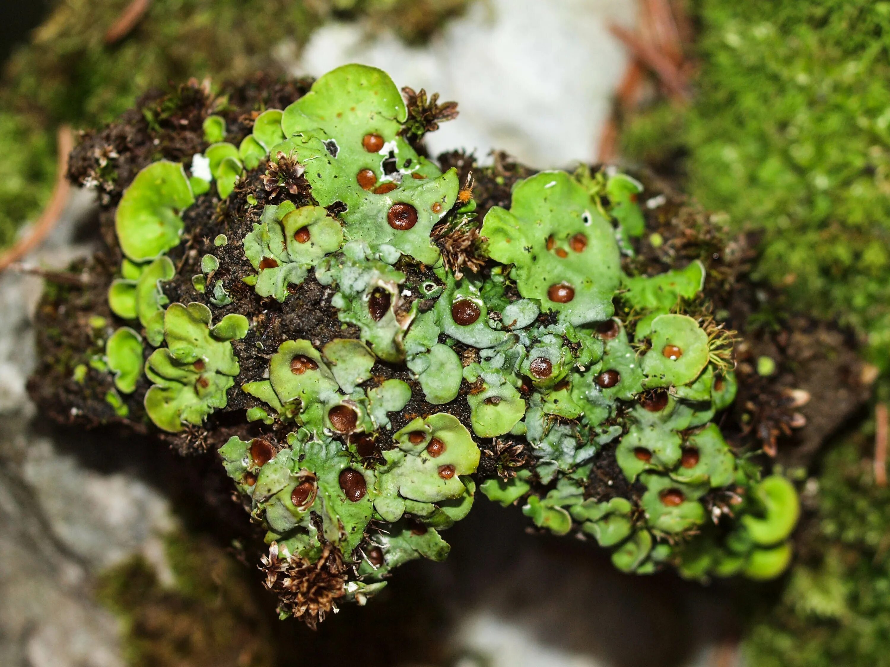 Solorina crocea. Solorina saccata. Strangospora лишайник. Пармелиопсис лишайник. Семя лишайника