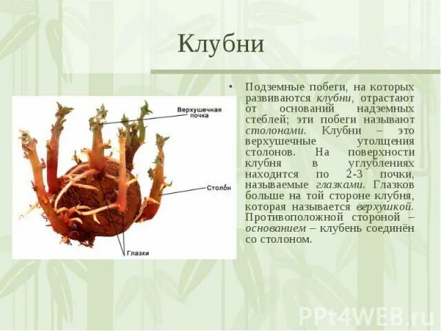 Клубни корневища луковицы лабораторная работа. Корневище столон луковица. Надземный клубень функции. Функции клубня. Клубень подземный побег.