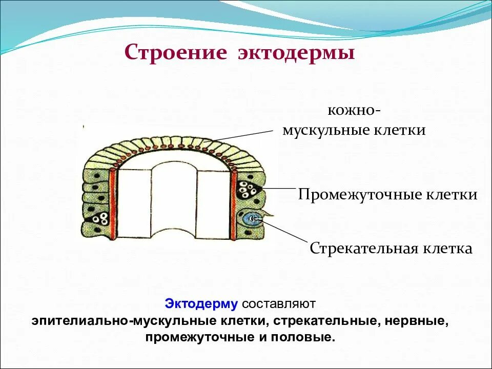 Кожно мускульные клетки. Строение клеток эктодермы кишечнополостных. Строение клетки энтодермы и эктодермы. Строение клеток эктодермы. Строение наружного слоя клеток эктодермы гидры.