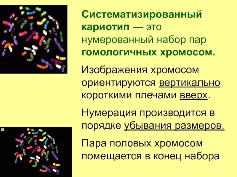 Кариотип человека генетика. Кариотип. систематизированный кариотип это. кариотип человека. гомологичные хромосомы в кариотипе.