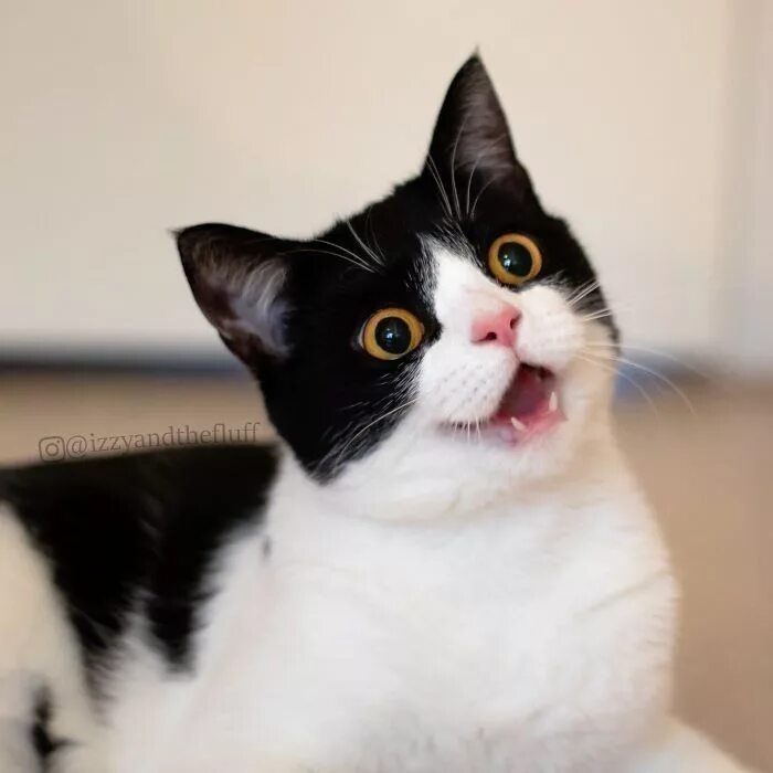 Cat no face
