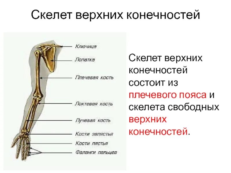 Скелет свободной верхней конечности анатомия. Строение костей свободной верхней конечности человека. Скелет верхней конечности биология 8 класс. Плечевой пояс и скелет верхних конечностей. Самая крупная кость свободных конечностей