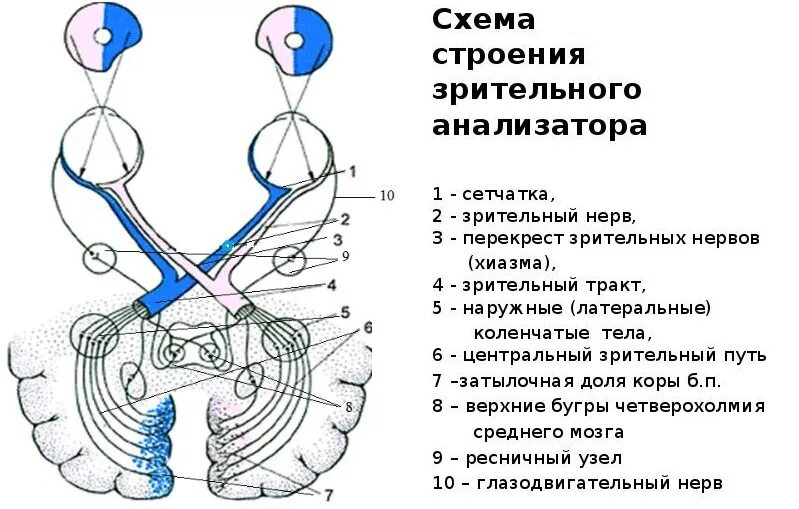 Тип зрительного нерва. Зрительный нерв анатомия схема. Зрительный нерв ,хиазма анатомия. Хиазма зрительных нервов строение. Схема перекреста волокон зрительных нервов в хиазме.