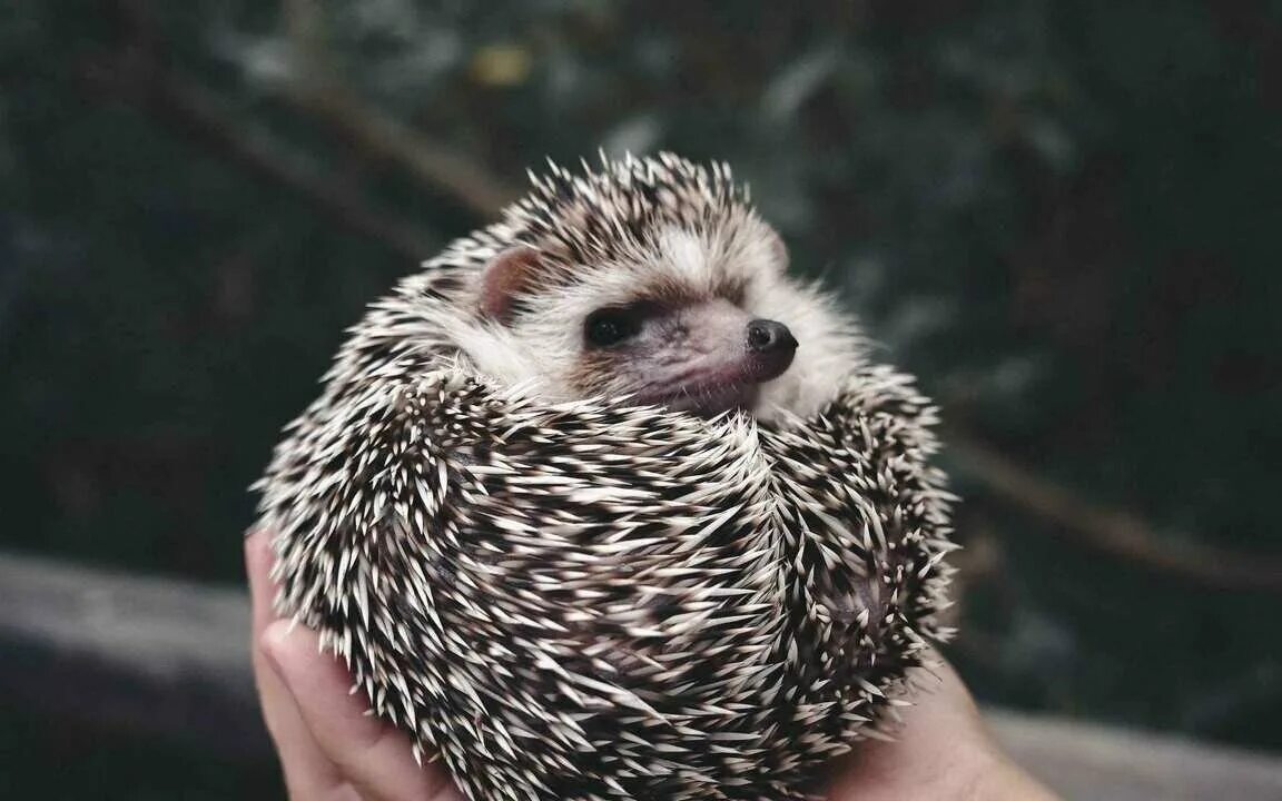 Jake says hedgehogs are decreasing