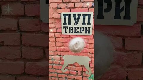 Пуп твери