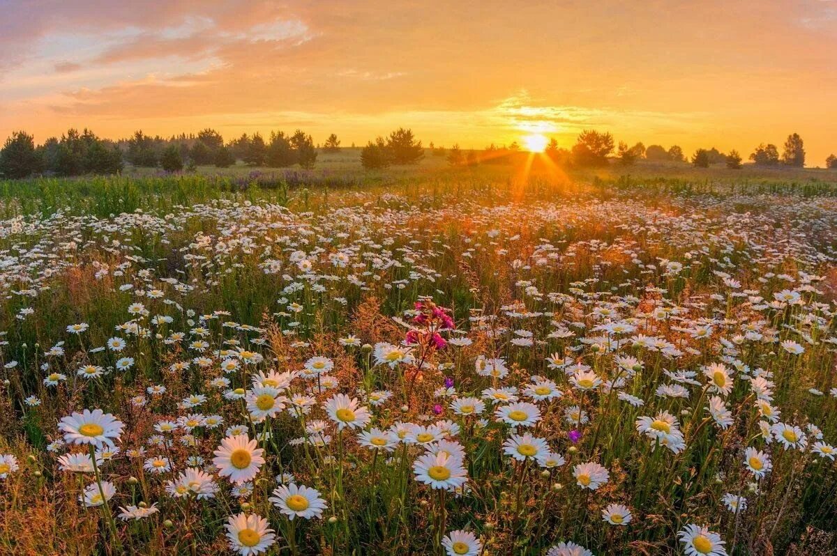 Wallpaper : sunlight, sunset, nature, sky, field, sunrise, morning, blossom, dus
