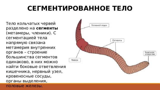 Сегментация у червей. Сегментация у червей