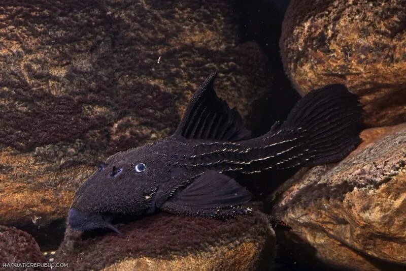 Черная рыба 6 букв. Псевдоакантикус Серратус. Суматранский сомик. Сомик черный аквариумная рыбка. Черный сомик аквариумный.