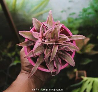 Stars plant