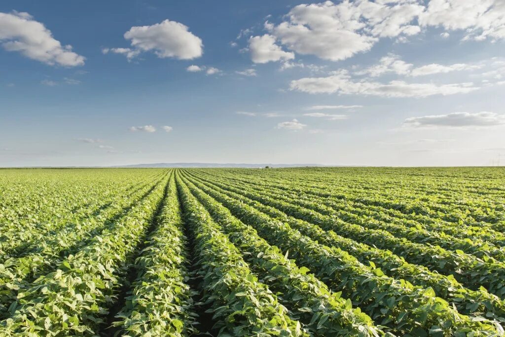 Row fields