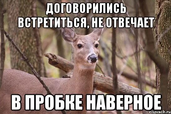 Я не договорил мем три дня дождя ДОБИВАЕМ ТУРНИР И ПОЛУЧАЕМ ЛУТ. YouTube