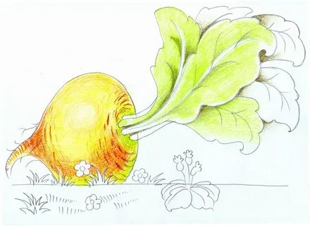 Рисунок репки
