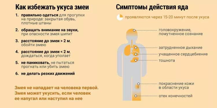 Правила позволяющие избежать укуса ядовитой змеи. Памятка как избежать укуса змеи. Паметк а как из бежать укуса змеии. Профилактика укусов змей. Памятка от укусов змеи.