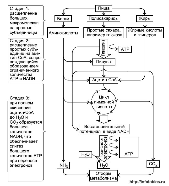 Фазы катаболизма этапы унификации субстратов окисления. Общая схема катаболизма питательных веществ. схема катаболизма основных питательных веществ. схема катаболизма и анаболизма биохимия. схема 3 этапа катаболизма.