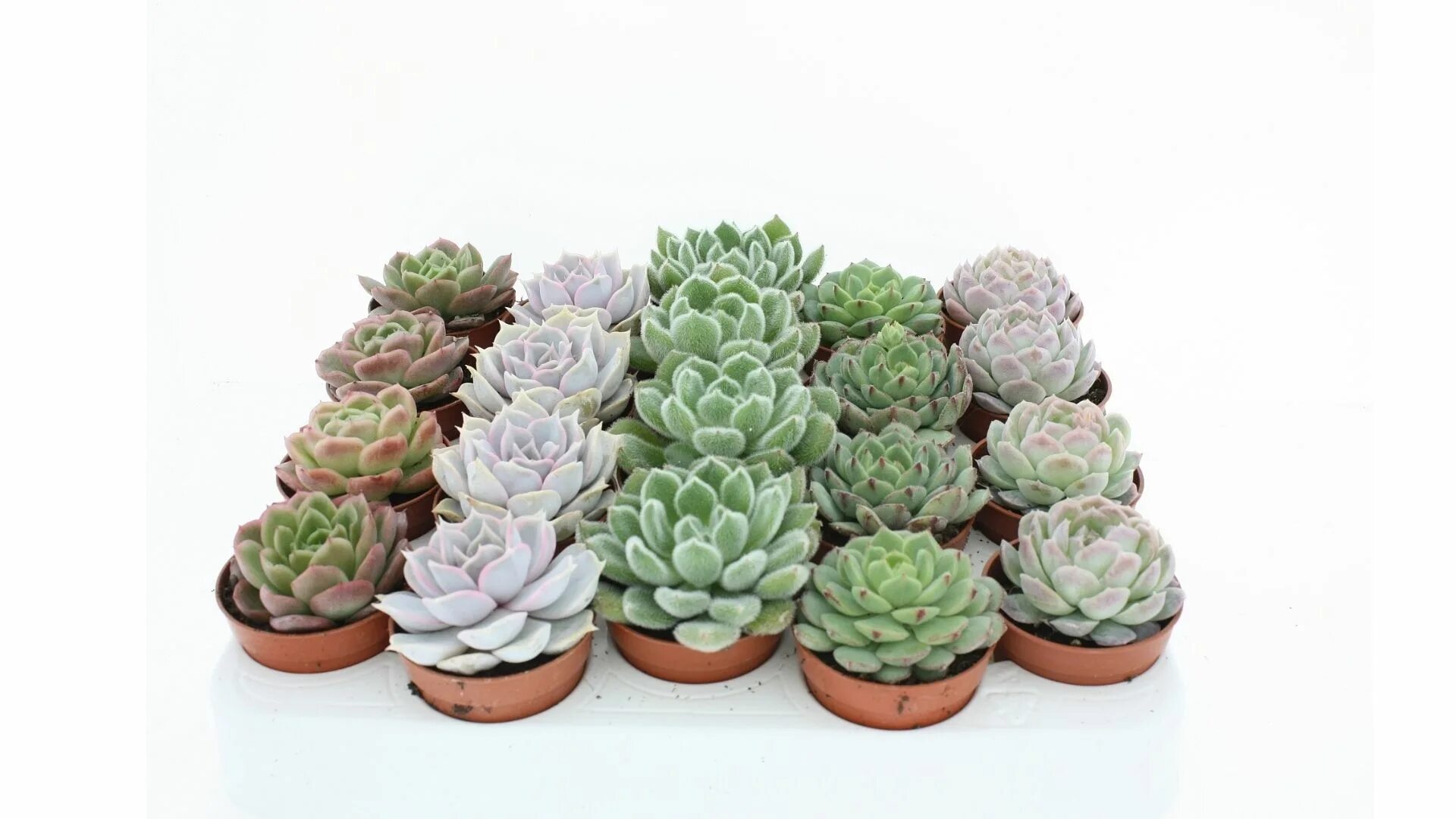 5. эхеверия микс d-5. эхеверия фабиола echeveria fabiola. эхеверия микс. эхеверия микс d5.