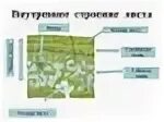 В жилках листа находится сверху. Основная ткань мякоть листа губчатая и столбчатая ткань. Столбчатая губчатая покровная ткань таблица. Изображение клетки ткани губчатая столбчатая. Ткань столбчатая губчатая покровная нервная мышечная таблица.