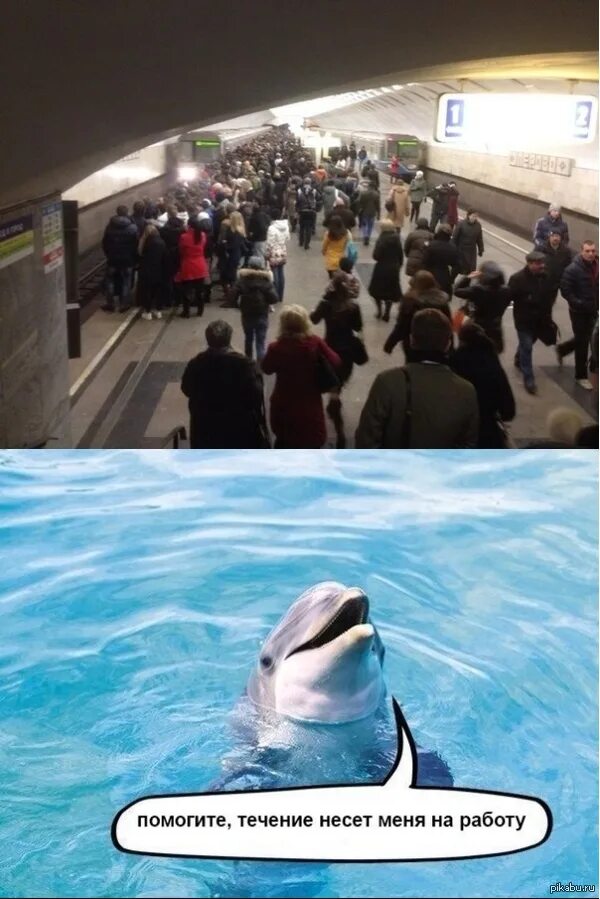 Помогите течение несет меня. Течение опять. Помогите течение несет меня бухать дельфин. Течение уносит меня бухать. Течение снова несет меня бухать.