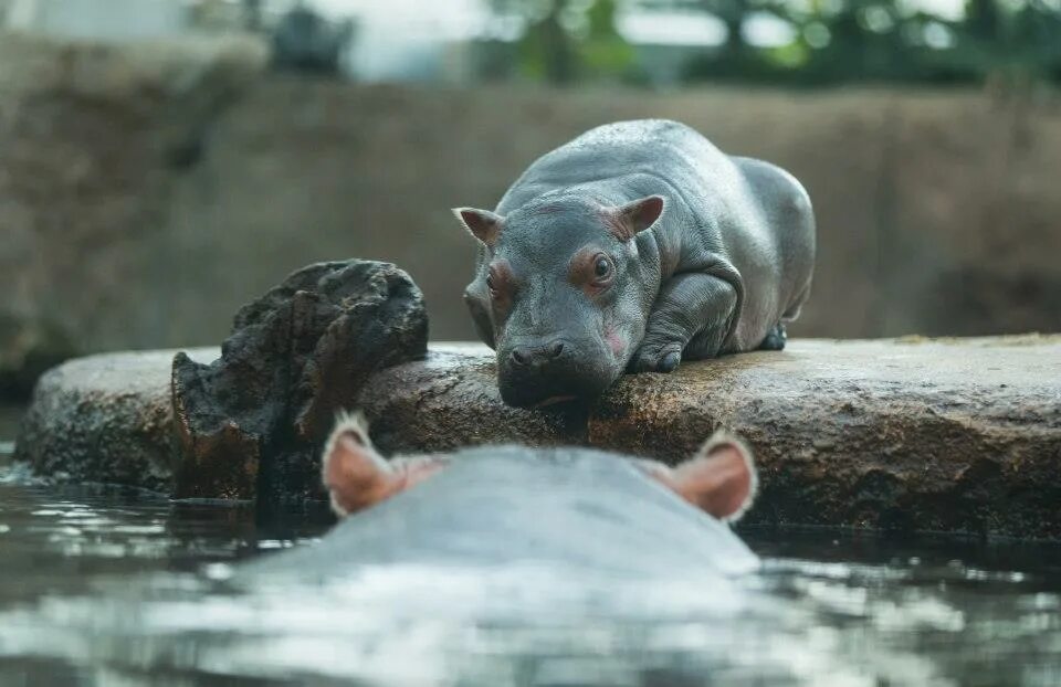 Сколько детенышей бегемота родилось. Hippopotamus amphibius. Бегемотик. Бегемотик с мамой. Детеныш бегемота.