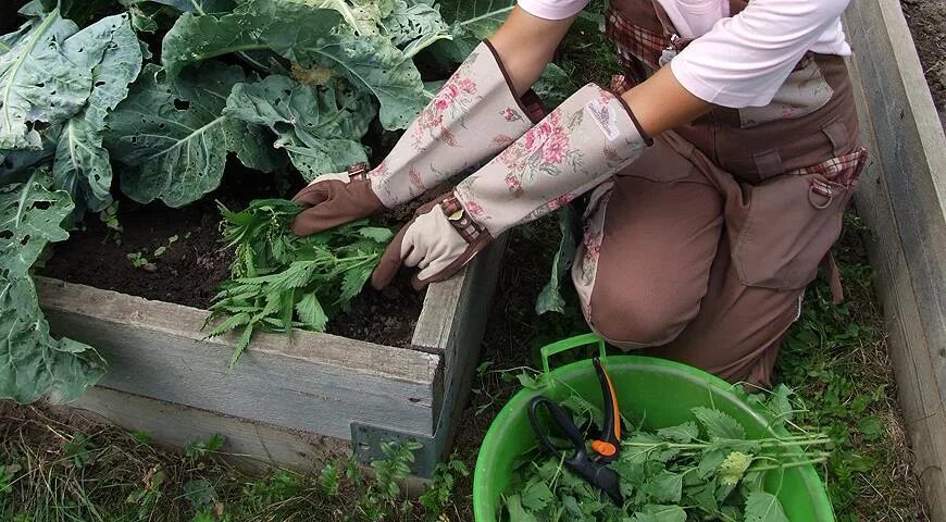 Крапива в огороде. Крапива для цветов в саду. Крапива для сада и огорода. Удобрение из сорняков.