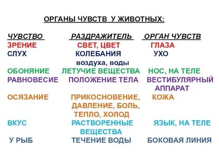 Какими органами чувств животные получают информацию