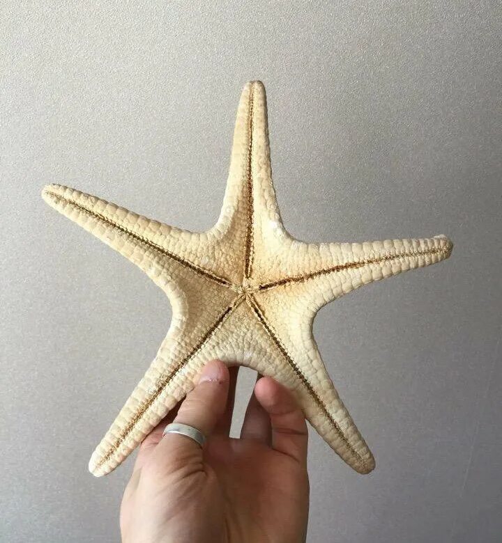 Четырехконечная морская звезда. Сушеная морская звезда. Засушенная морская звезда. Морская звезда сухая.