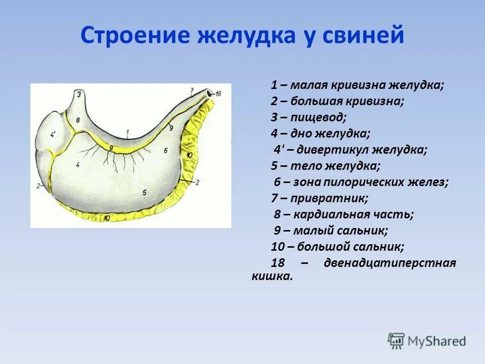 Строение желудков животных. Строение однокамерного желудка свиньи. Строение однокамерного желудка. Строение и топография однокамерного желудка свиньи. Топографию желудка свиньи и лошади..