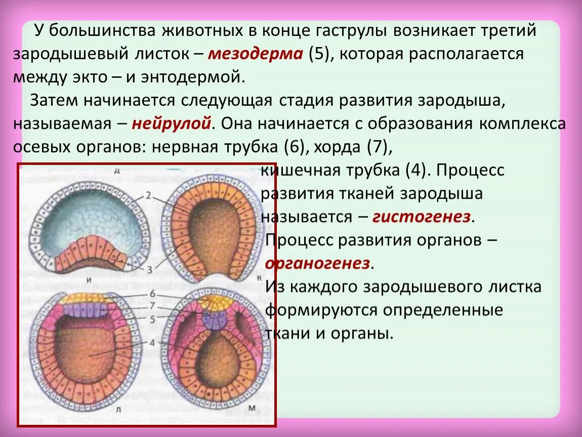 Бластула гаструла нейрула. Зародышевые листки эктодерма энтодерма мезодерма. Энтодерма и мезодерма зародышевый листок. Мезодерма эмбриогенез. Первая стадия зародышевого развития в результате которой