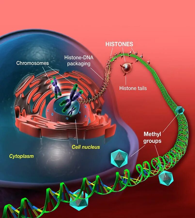 Эпигенетика функциональная биология биохимия. Промотор и энхансер. Строение хроматина и хромосомы. Генетика биохимия. Эпигенетика арт лайф.