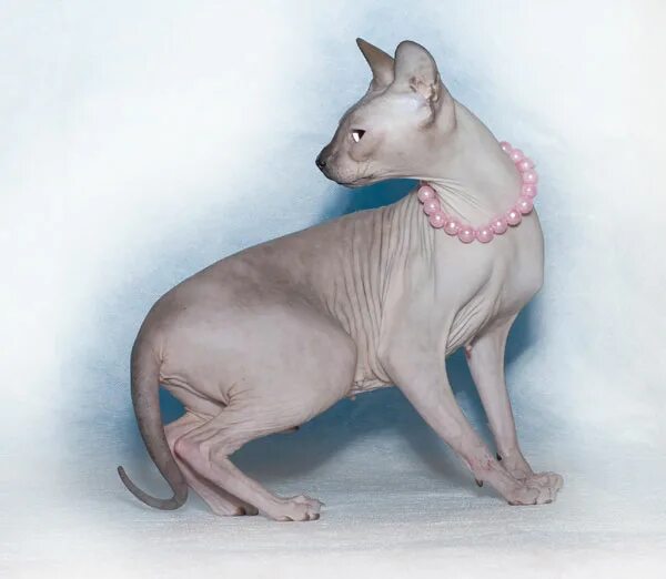 питомник сфинксов спб. питомник канадский сфинкс. питомник канадский сфинкс. двэльф порода кошек. питомник сфинксов спб.