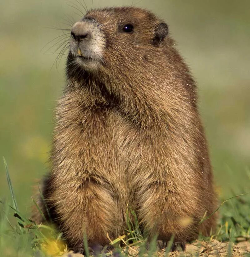 Marmota broweri. Woodchuck картинка. Ground hog. Сурок тарбаган. Ground hog.
