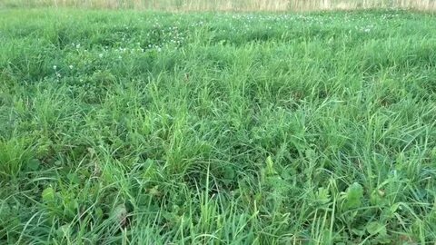 Grass на русском