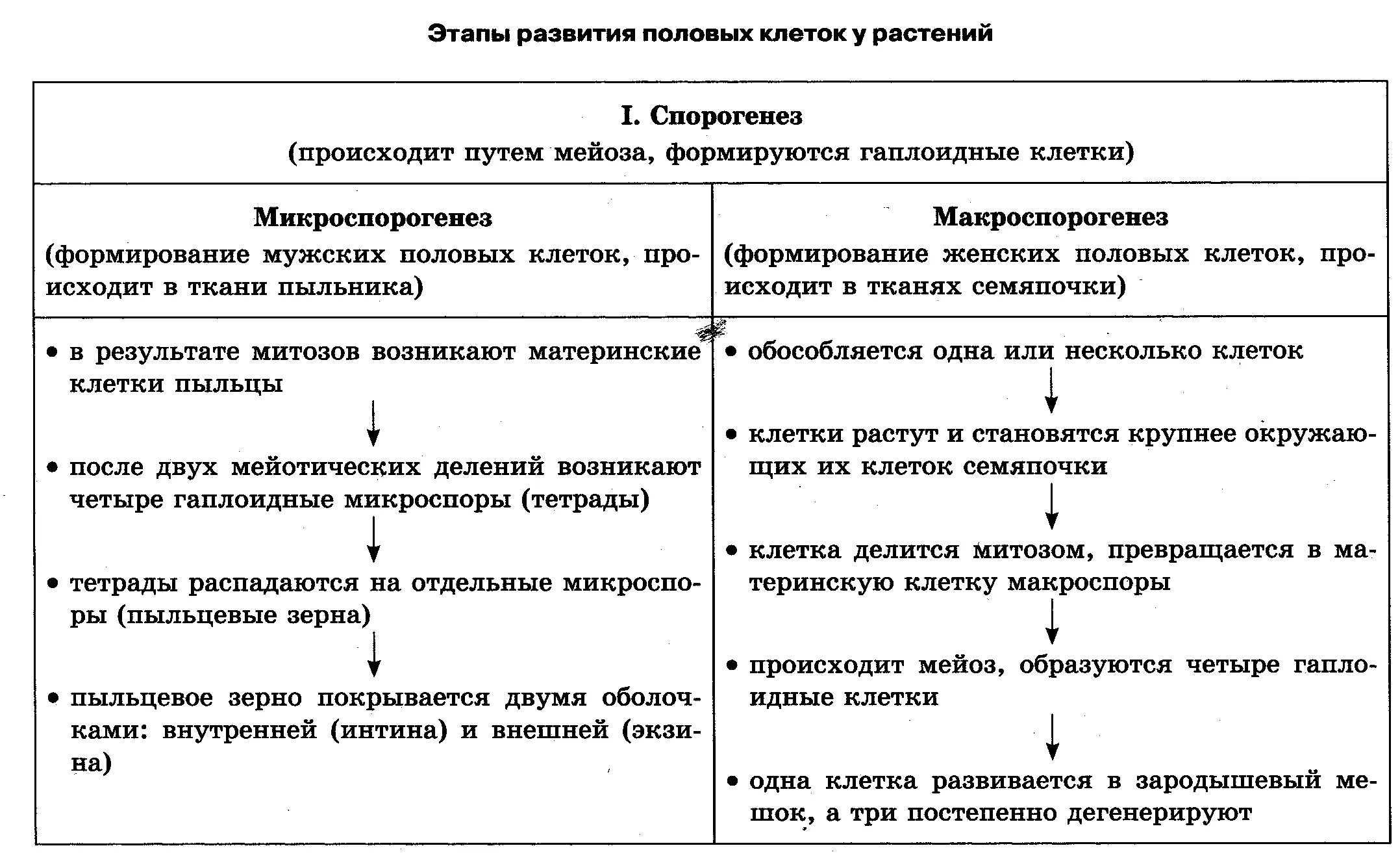 Схема развития половых клеток. Таблица стадии развития половых клеток. Стадии развития половых клеток. Фазы развития половых клеток. Сходство и различие мейоза и митоза таблица