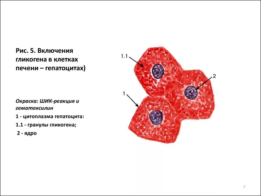 Включения гликогена в печени гистология. Включения гликогена в клетках печени окраска. Включения гликогена в клетках печени аксолотля. Включения гликогена препарат гистология.