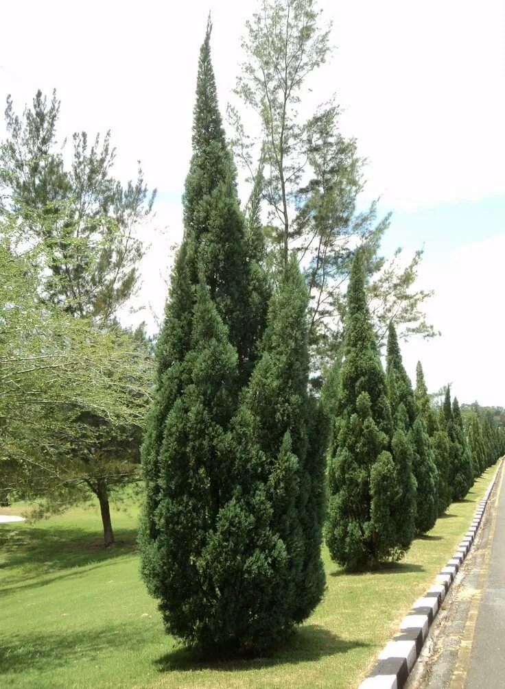 Juniperus chinensis. Можжевельник kaizuka. можжевельник chinensis kaizuka. можжевельник китайский kaizuka. можжевельник китайский спартан.