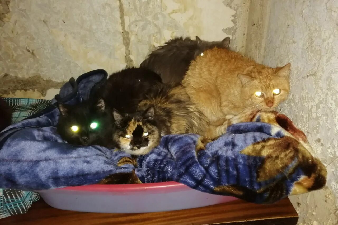 Сергей бордюг иллюстрации. Как кошка попадает в дом. Как кошка попадает в дом. Подброшенные котята. Кот из приюта до и после усыновления.