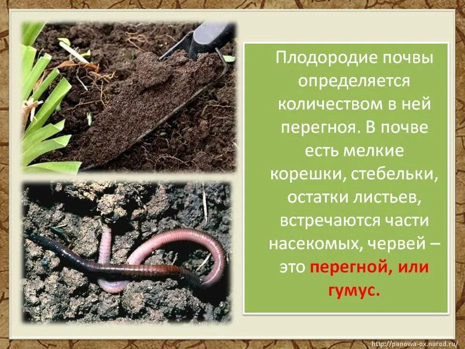 Закон о плодородии. Почва плодородие почвы. Гумус почвы. Плодородие гумус. Виды плодородных почв.