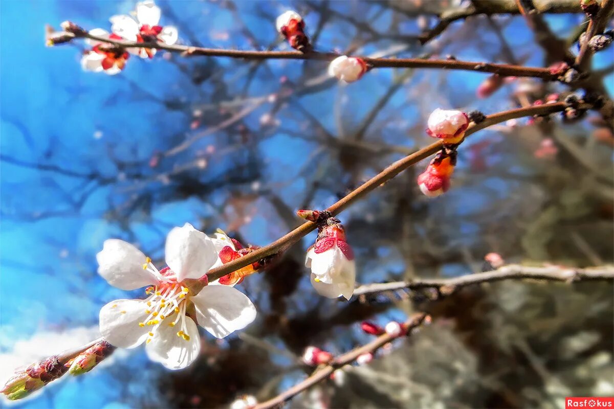 весной когда откроются потоки. подвязка лозы винограда. весенняя охота в казахстане 2022 атырау. весной когда откроются потоки. подснежники в огороде.