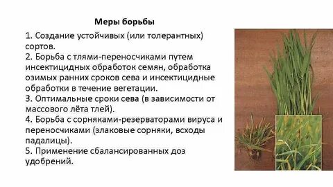 Мерами растение