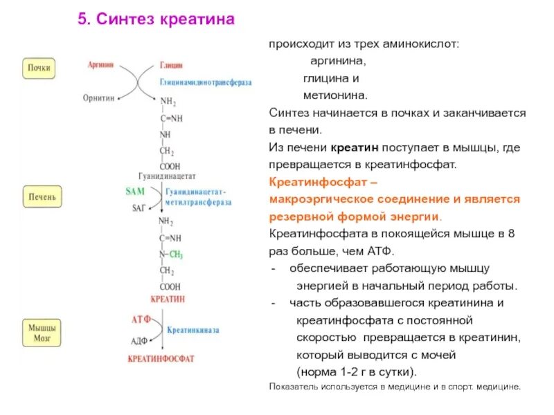 Схема синтеза креатина. Синтез креатина из аргинина. Синтез глицина из аргинина. Синтез креатинина из Серина.