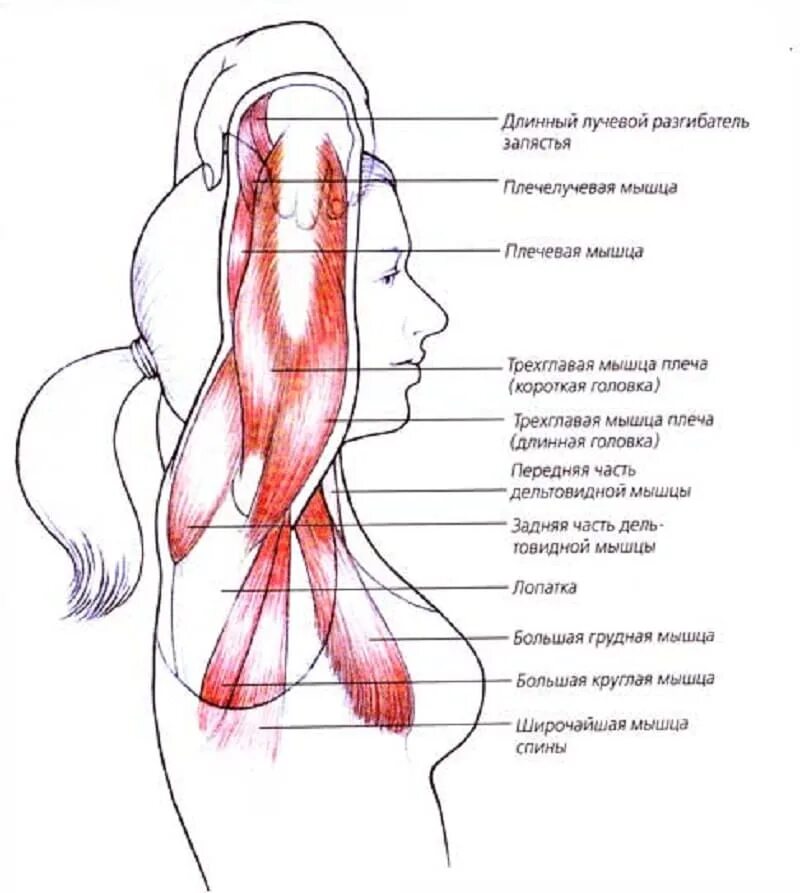 Растяжка трехглавой мышцы плеча. Схема плечевых мышц. Мышцы поднимающие руку вперед. Мышцы поднимающие плечо.
