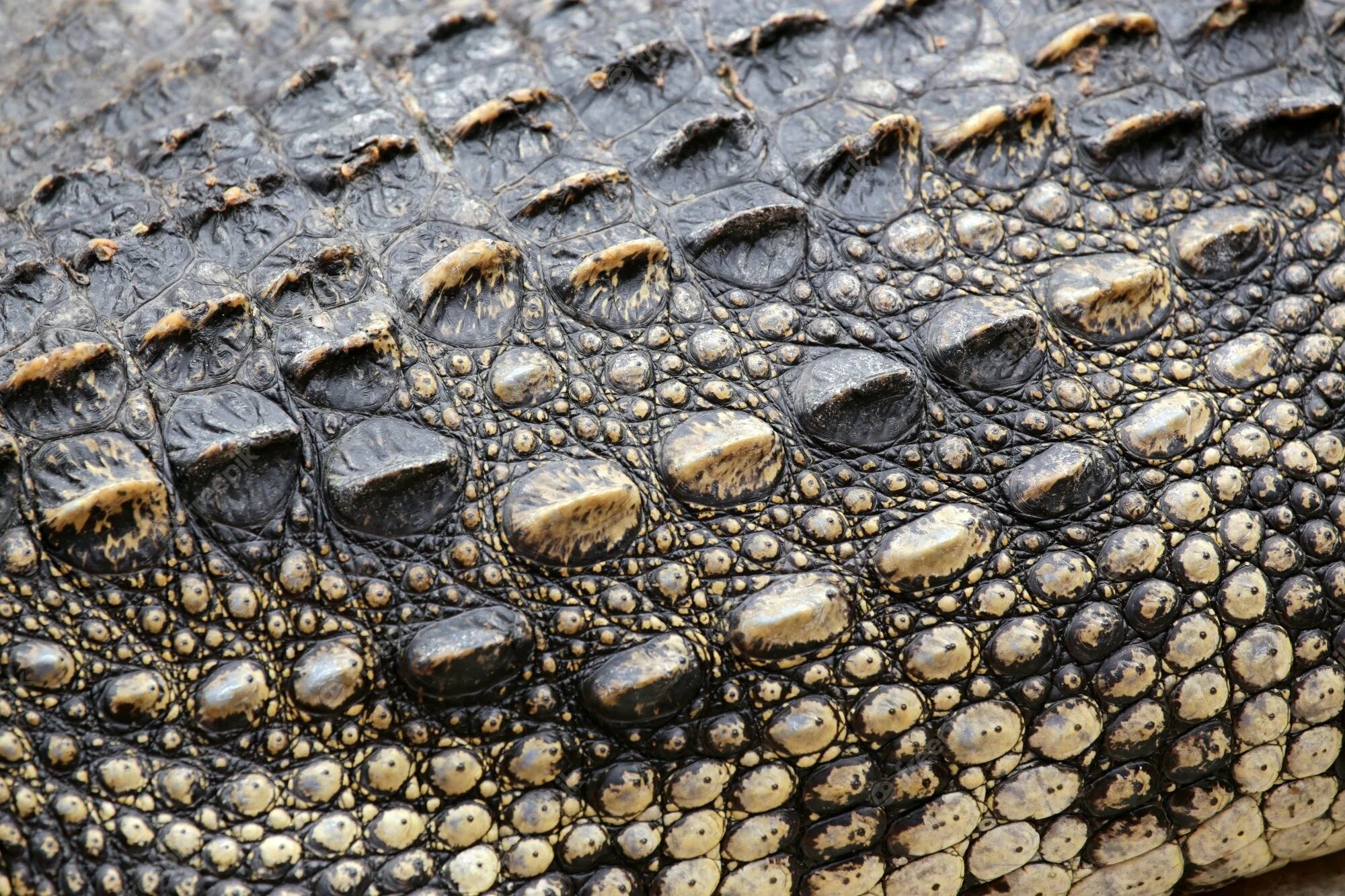 Роговой покров ящерицы. Кожа крокодила Гималаи. Кожа рептилий. Кожа крокодила текстура. Змеиная кожа текстура.