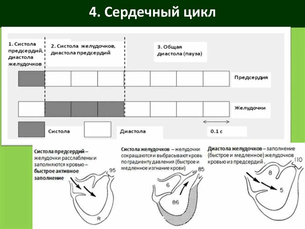 Цикл работы сердца и его фазы физиология. Общая диастола систола предсердий систола желудочков. Сердечный цикл и его фазовая структура физиология. Цикл сердца схема. Состояние предсердий во время систолы предсердий