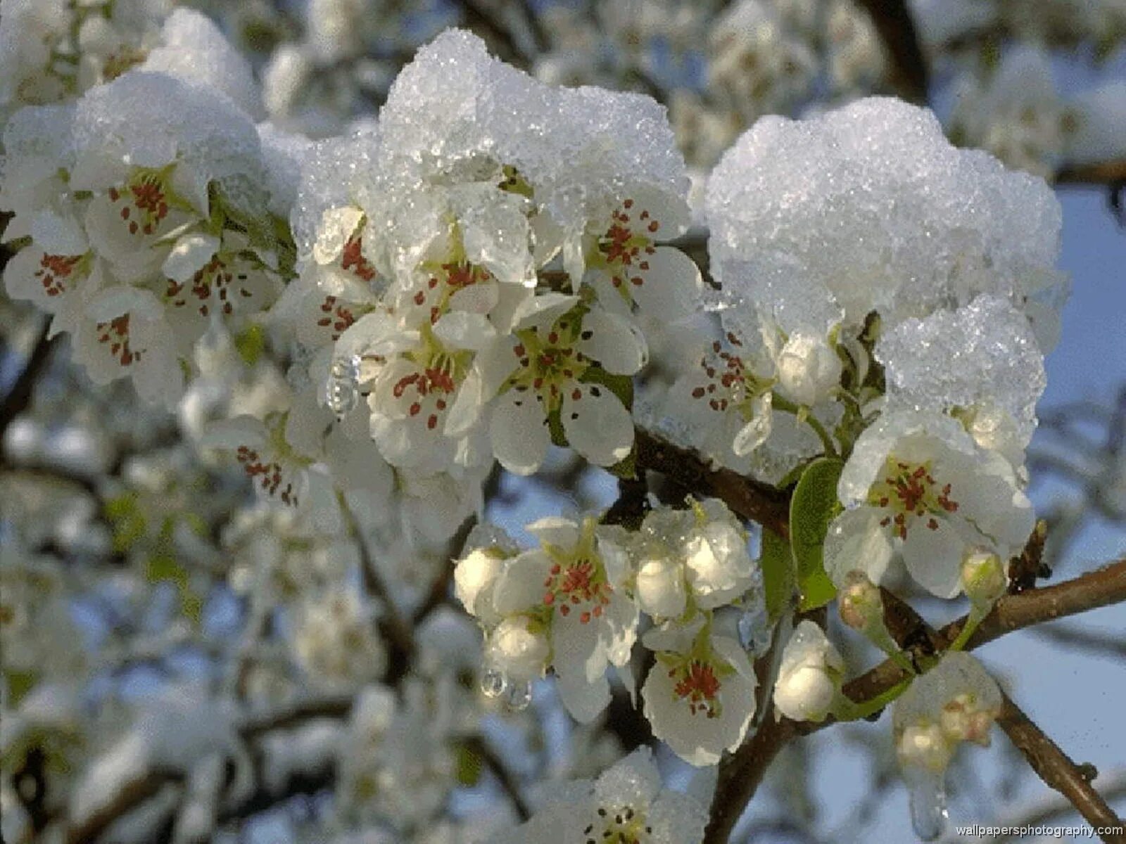 Садовые деревья в снегу. Яблоня дерево зимой. Садовые деревья в снегу. Яблоки на снегу. Яблоки в инее.