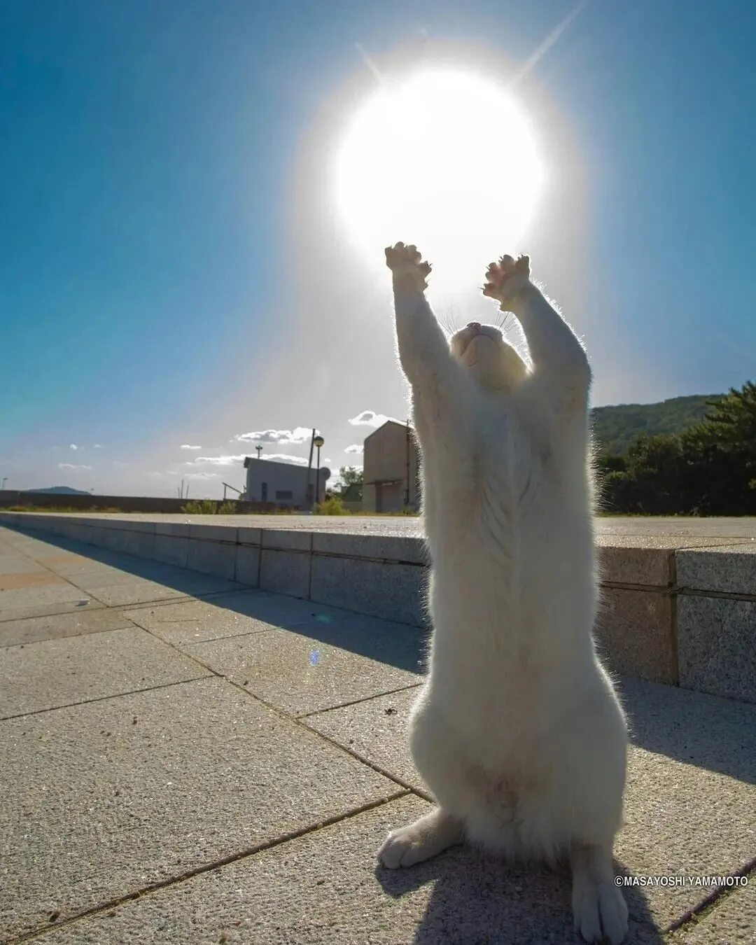 Кот на солнце