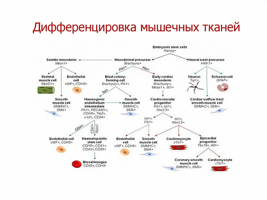 Дифференцировка высокая. Дифферон гладкой мышечной ткани. диффероны клеток соединительной ткани. схема дифференцировки соединительной ткани. дифференцировка тканей.