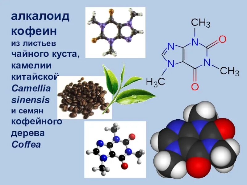 Алкалоид в чайных листьях. Строение кофеина. Кофеин алкалоид. Строение и свойства кофеина. Молекула кофеина.